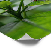 Malachietvlinder Poster (Hoek)