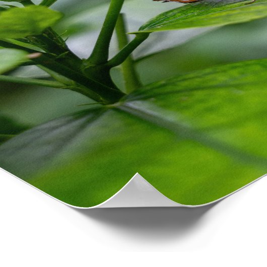 Malachietvlinder Poster (Hoek)