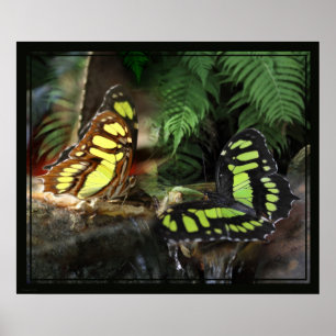 Malachite Butterflies 1 Print -24x20 - of kleiner