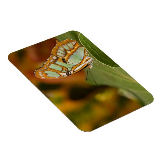 Malachite Butterfly op blad Magneet (Rechterzijde)