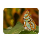 Malachite Butterfly op blad Magneet (Horizontaal)