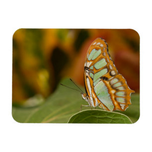 Malachite Butterfly op blad Magneet