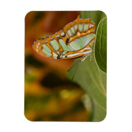 Malachite Butterfly op blad Magneet