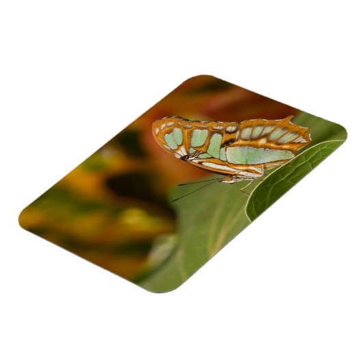 Malachite Butterfly op blad Magneet (Linkerzijde)