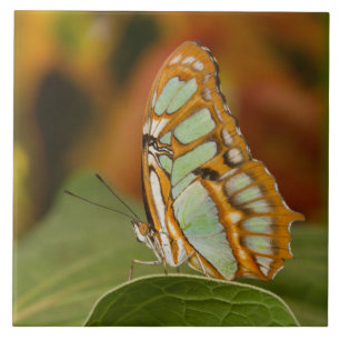 Malachite Butterfly op blad Tegeltje