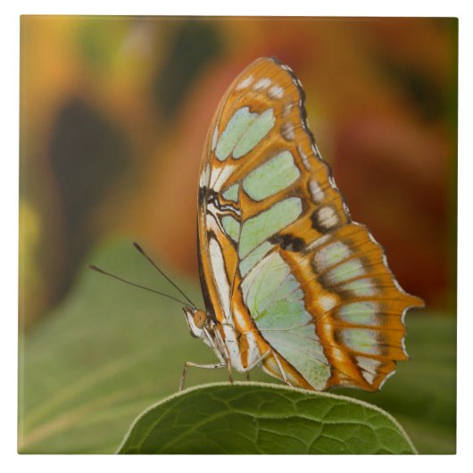 Malachite Butterfly op blad Tegeltje (Voorkant)