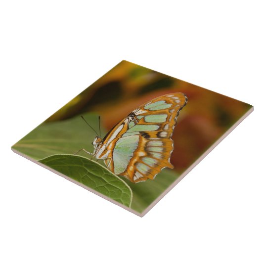 Malachite Butterfly op blad Tegeltje (Zijkant)