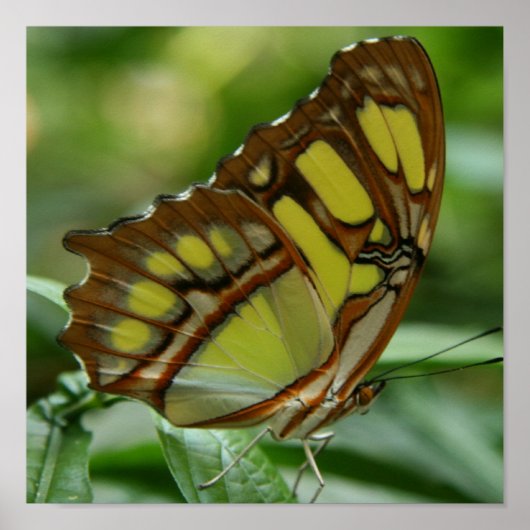 Malachite Butterfly Poster Print (Voorkant)
