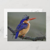 Malachite Kingfisher, Alcedo cristata, Lake Briefkaart (Voorkant / Achterkant)
