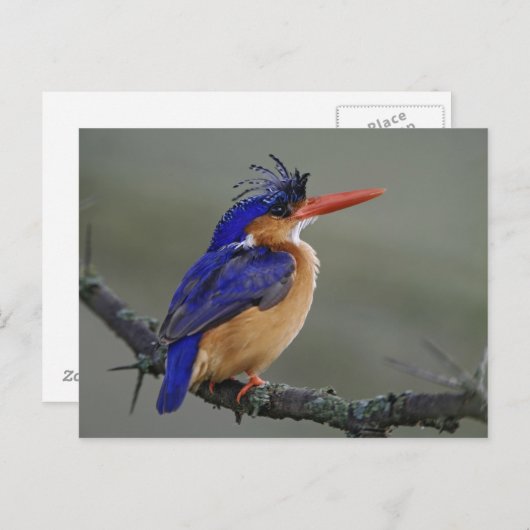 Malachite Kingfisher, Alcedo cristata, Lake Briefkaart (Voorkant / Achterkant)