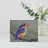 Malachite Kingfisher, Alcedo cristata, Lake Briefkaart (Staand voorkant)