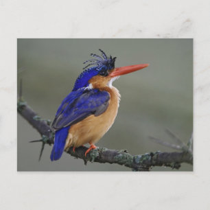 Malachite Kingfisher, Alcedo cristata, Lake Briefkaart