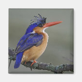 Malachite Kingfisher, Alcedo cristata, Lake Magneet (Voorkant)