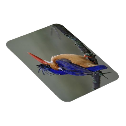 Malachite Kingfisher, Alcedo cristata, Lake Magneet (Rechterzijde)