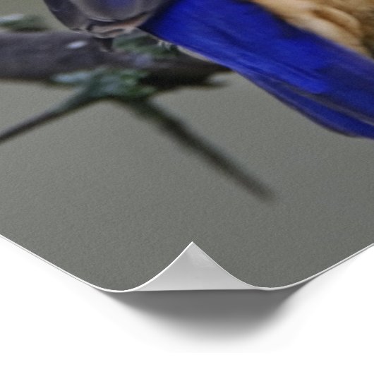 Malachite Kingfisher, Alcedo cristata, Lake Poster (Hoek)