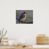 Malachite Kingfisher, Alcedo cristata, Lake Poster (Keuken)