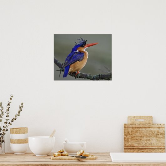 Malachite Kingfisher, Alcedo cristata, Lake Poster (Keuken)