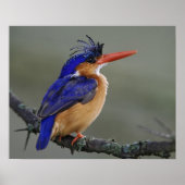 Malachite Kingfisher, Alcedo cristata, Lake Poster (Voorkant)