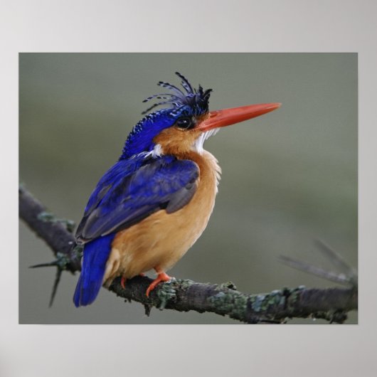 Malachite Kingfisher, Alcedo cristata, Lake Poster (Voorkant)