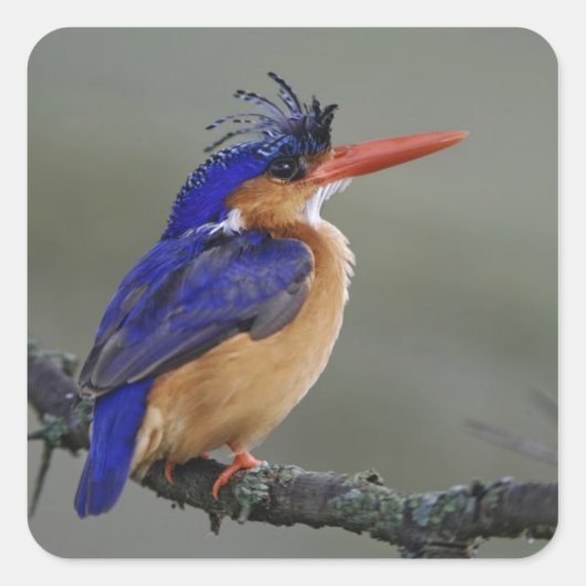 Malachite Kingfisher, Alcedo cristata, Lake Vierkante Sticker (Voorkant)