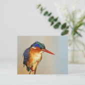 Malachite Kingfisher Briefkaart (Staand voorkant)