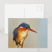 Malachite Kingfisher Briefkaart (Voorkant / Achterkant)