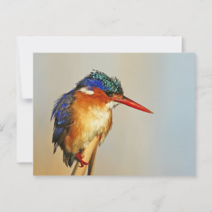 Malachite Kingfisher Briefkaart