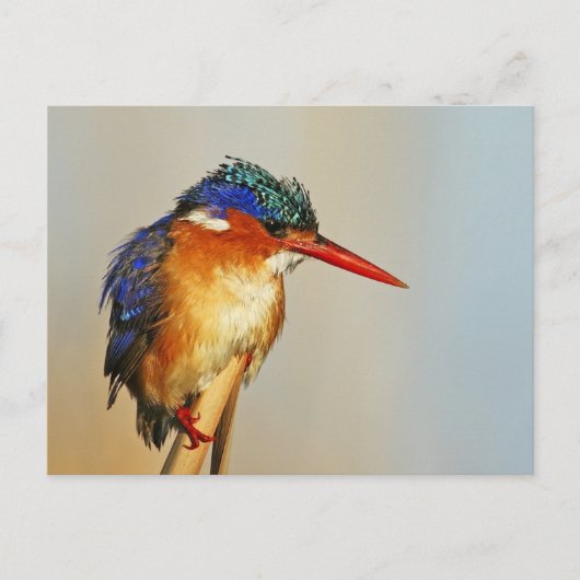 Malachite Kingfisher Briefkaart (Voorkant)