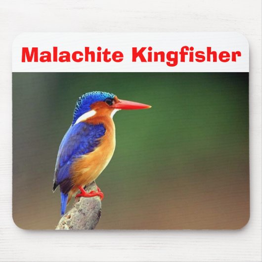 Malachite Kingfisher, Malachite Kingfisher Muismat (Voorkant)