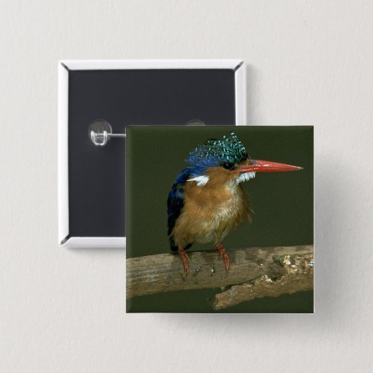 Malachite Kingfisher Vierkante Button 5,1 Cm (Voorkant /achterkant)