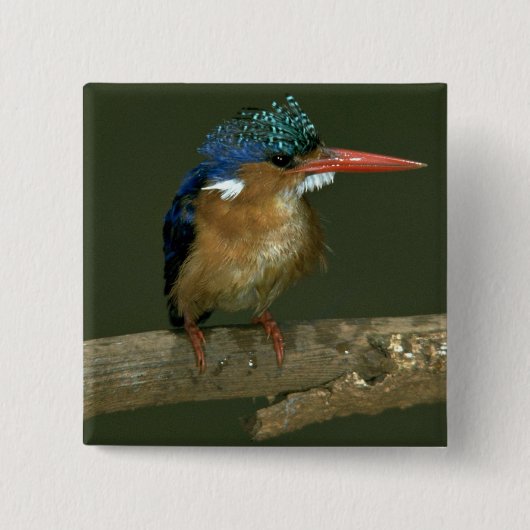 Malachite Kingfisher Vierkante Button 5,1 Cm (Voorkant)