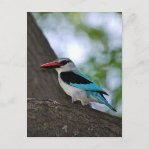 Malachite Kingfisher Zuid-Afrika Briefkaart