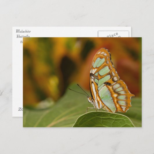 Malachite op een blad briefkaart (Voorkant / Achterkant)
