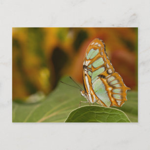 Malachite op een blad briefkaart