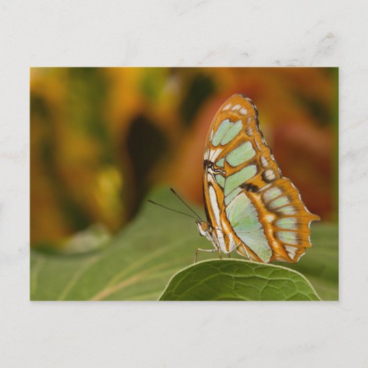 Malachite op een blad briefkaart (Voorkant)