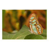 Malachite op een blad foto afdruk (Voorkant)