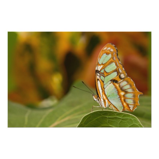Malachite op een blad foto afdruk (Voorkant)