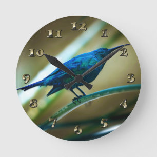 Malachite Sunbird Perched Closeup Ronde Klok
