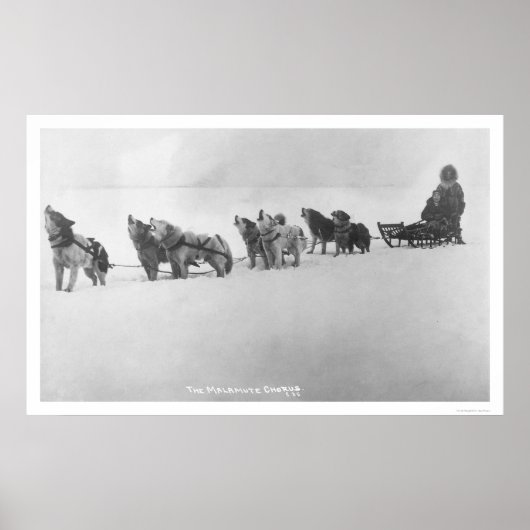 Malamute Chorus Alaska 1920 Poster (Voorkant)