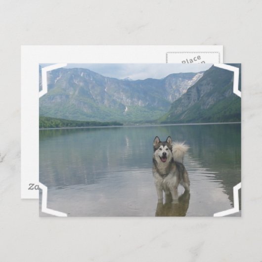 Malamute Dog Briefkaart (Voorkant / Achterkant)