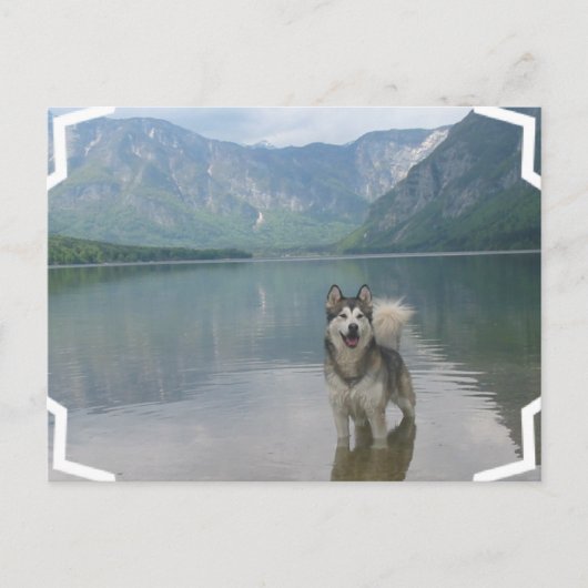 Malamute Dog Briefkaart (Voorkant)