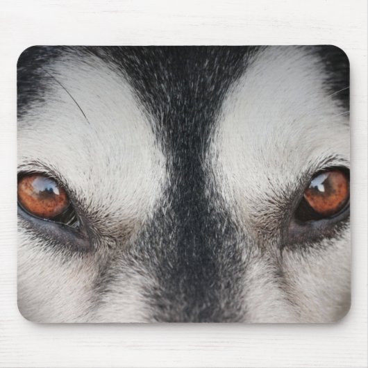 Malamute Dog Brown Eyes Muismat (Voorkant)