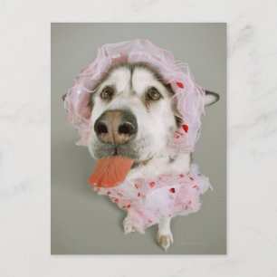 Malamute Dog die een Tutu draagt en uit tikt Briefkaart