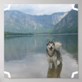 Malamute Dog Poster Print (Voorkant)