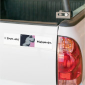 Malamute hond Pop Art Bumpersticker (Op Truck)