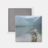 Malamute Hond vierkante magneet (Voorkant / Achterkant)