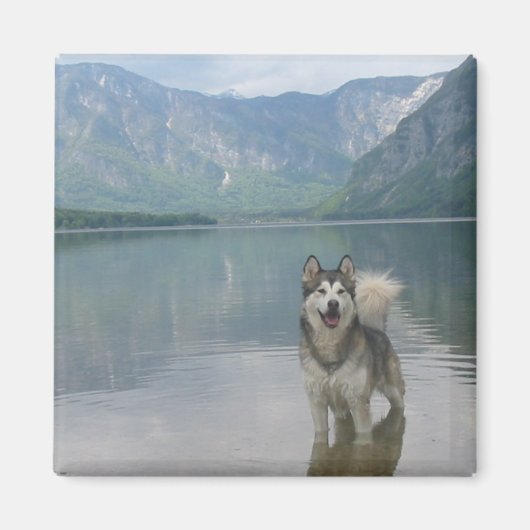Malamute Hond vierkante magneet (Voorkant)