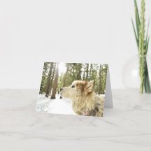 Malamute in Besneeide Bossen