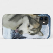 Malamute iPhone 6 Hoesje (Achterkant (horizontaal))