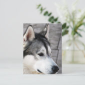 Malamute Photo Briefkaart (Staand voorkant)